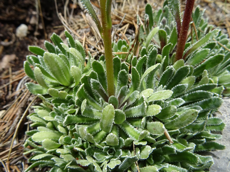 cfr. Saxifraga paniculata